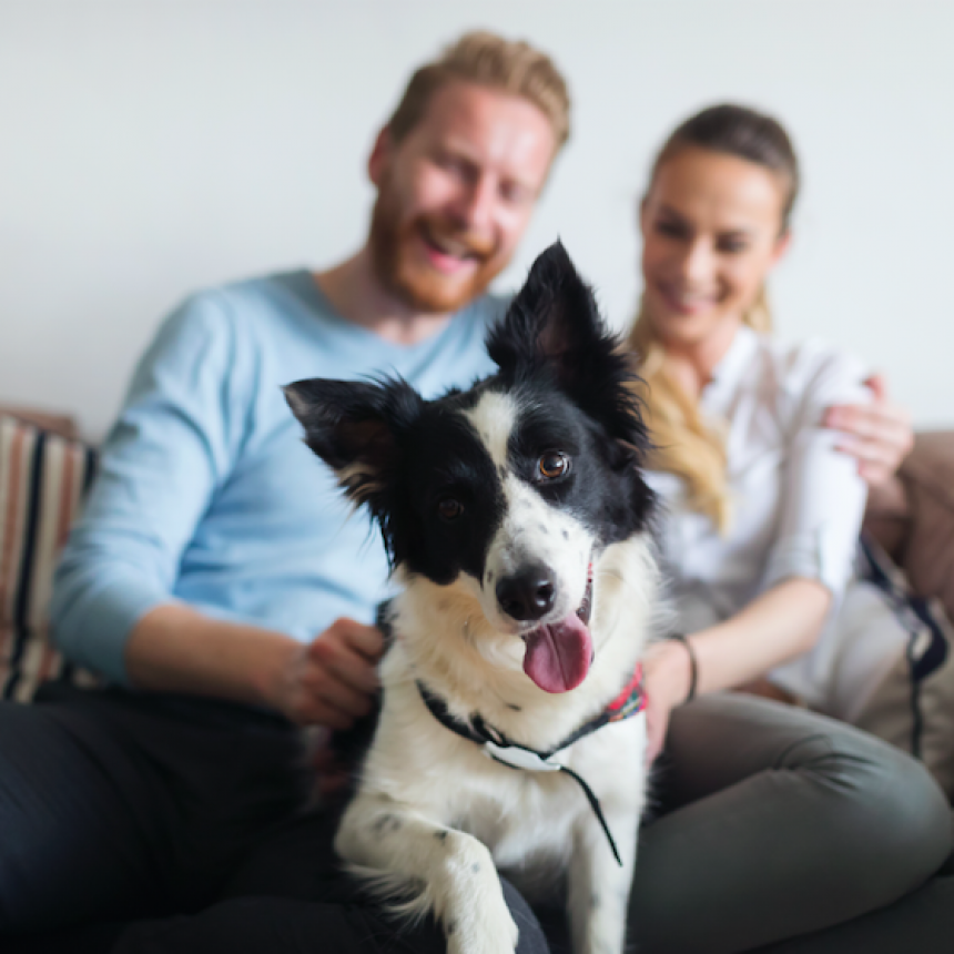 La Pampa: En un pueblo decidieron que dueños de mascotas deben registrarlas y no dejarlas en la vía publica