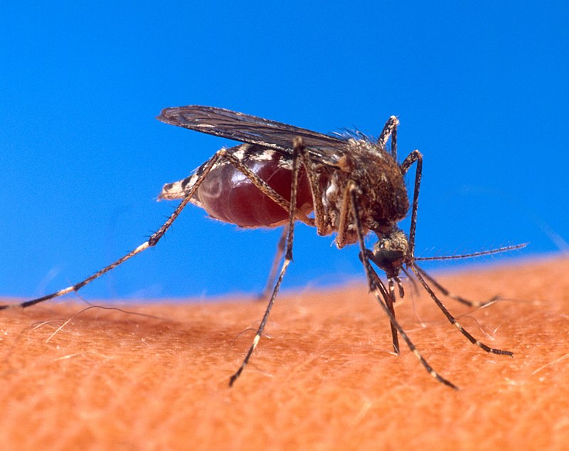 Por ahora &ldquo;SIN DENGUE&rdquo; en La Pampa