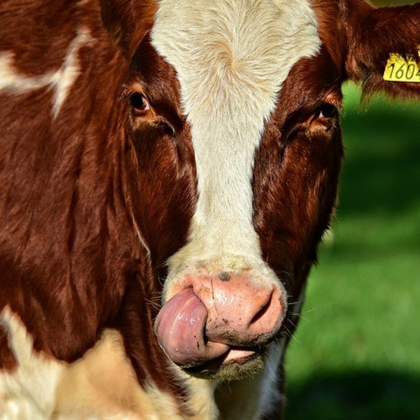 Mundo : muri&oacute; pateado por una vaca, a la cual pretend&iacute;a violar