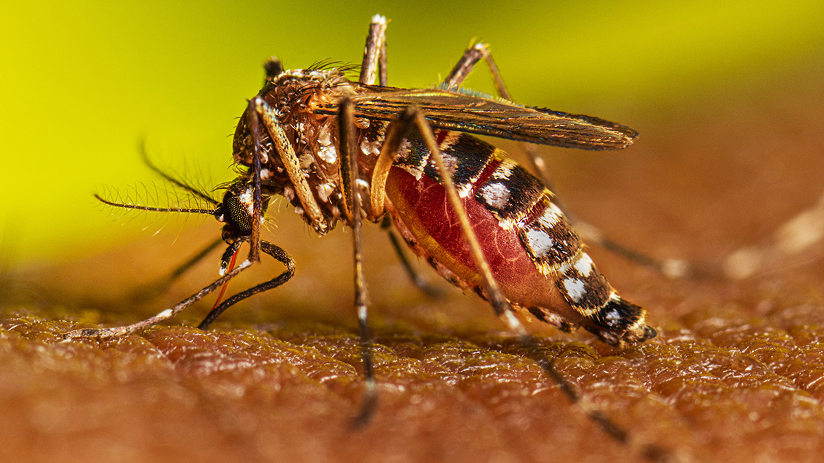 Victorica : Se confirmo caso de Dengue 