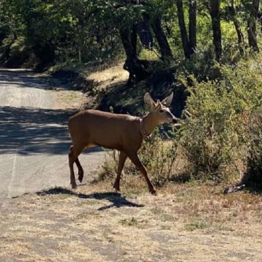 Despu&eacute;s de casi 30 a&ntilde;os, se registr&oacute; un huemul en el Parque Nacional Lan&iacute;n