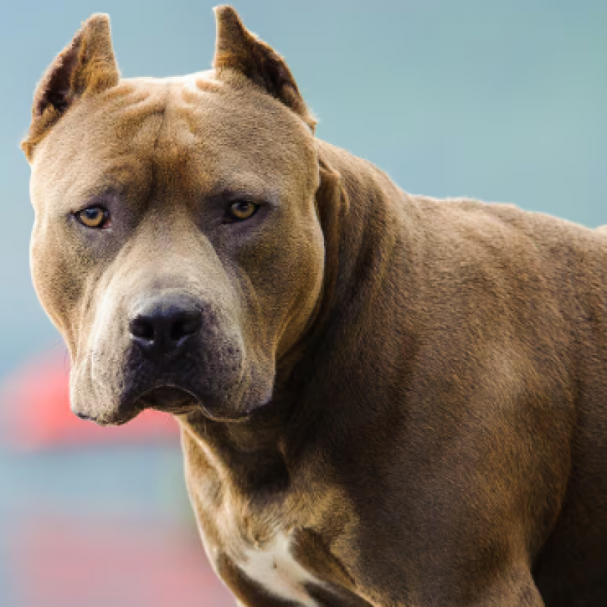 Una joven embarazada fue atacada por un pitbull y se encuentra internada con heridas en su rostro