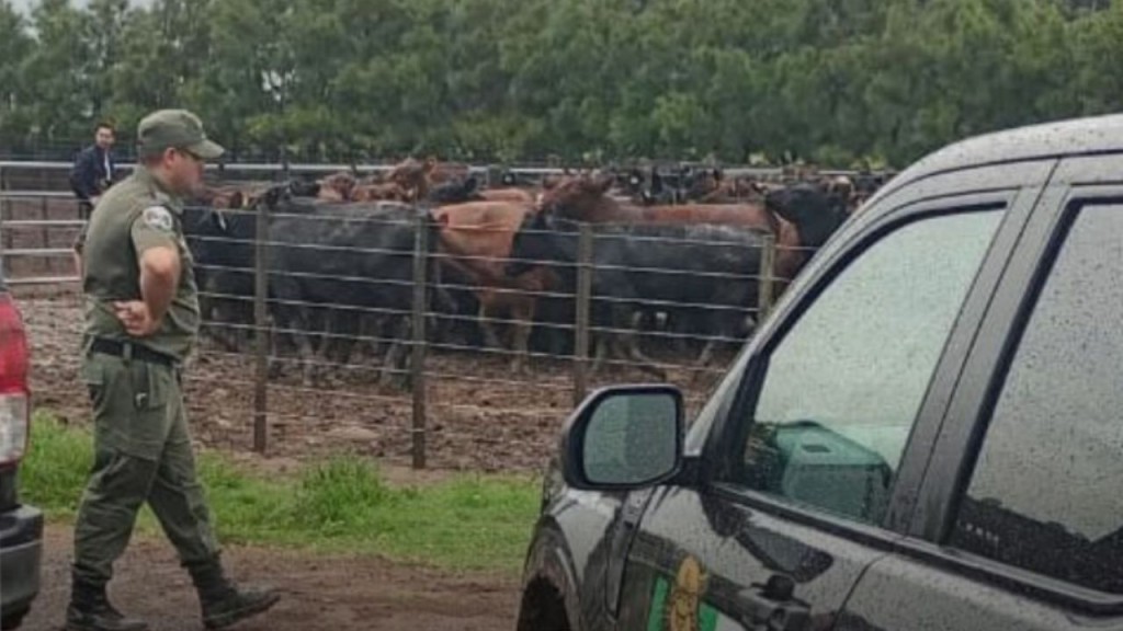 Desaparici&oacute;n de Vacunos: El extra&ntilde;o caso de los 190 vacunos que el influencer "La Joya Agro" denuncio como robados y un giro inesperado 