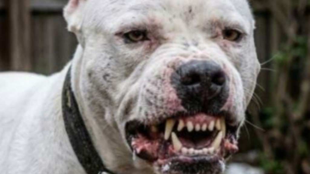Un pitbull atac&oacute; a una nena de 6 a&ntilde;os y debieron asfixiarlo para que la soltara