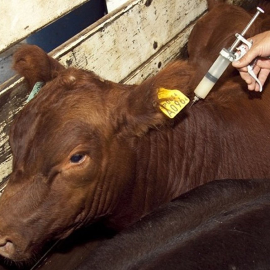 La Pampa: Asociaciones Rurales se oponen a medida de Naci&oacute;n por vacunaci&oacute;n