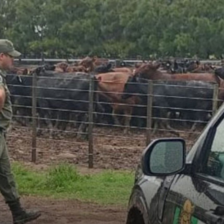 Desaparici&oacute;n de Vacunos: El extra&ntilde;o caso de los 190 vacunos que el influencer 