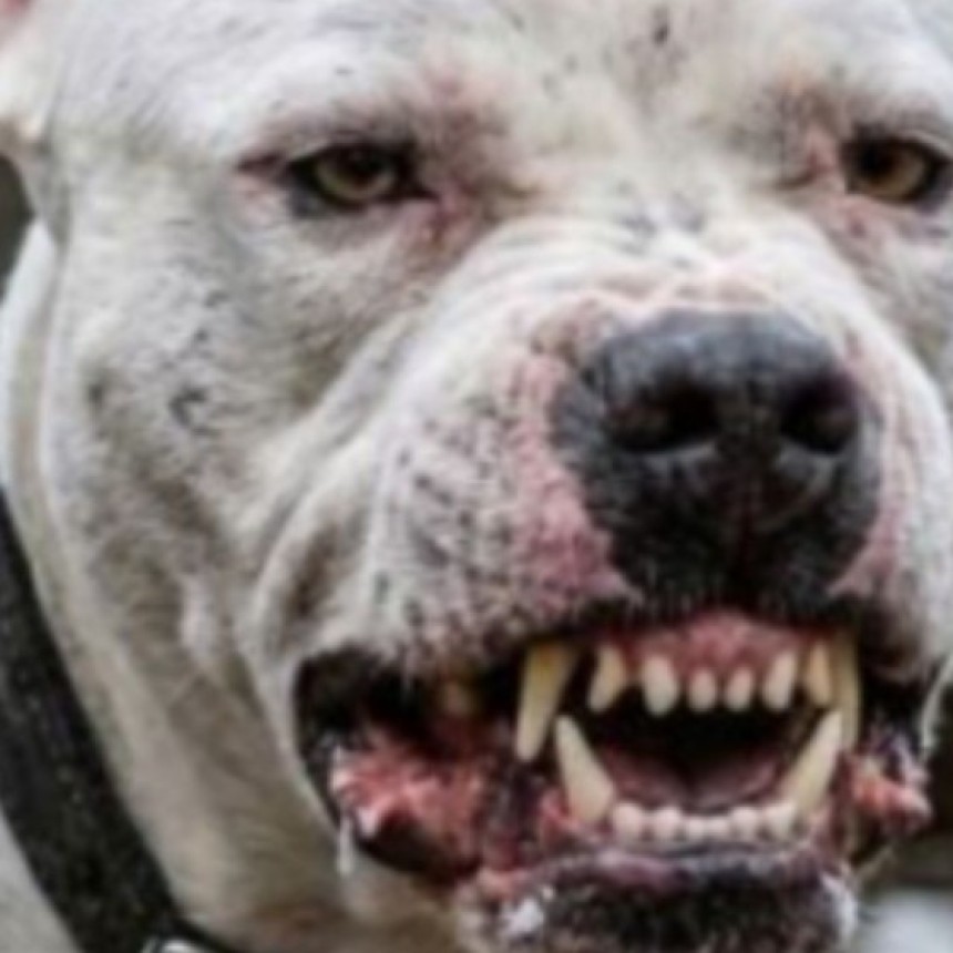 Un pitbull atac&oacute; a una nena de 6 a&ntilde;os y debieron asfixiarlo para que la soltara
