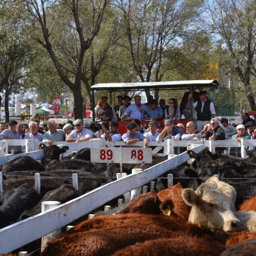 La Pampa: Fin de semana con expo Ternero en General Acha 