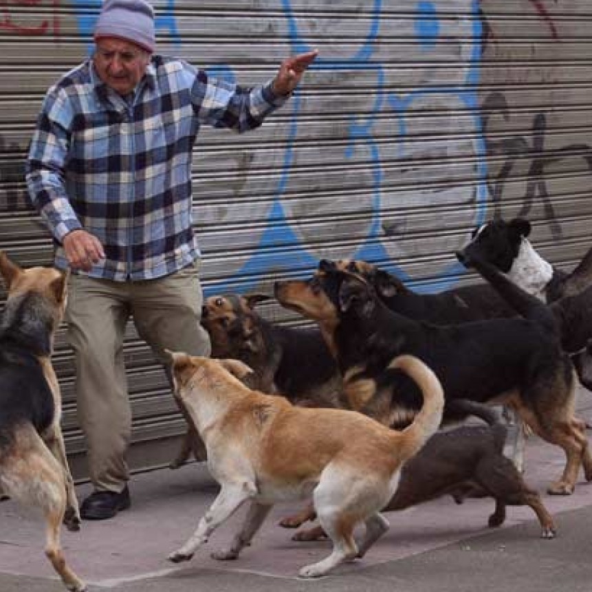 La Pampa: En un pueblo hay multas por $ 600 mil a due&ntilde;os de perros que ataquen 