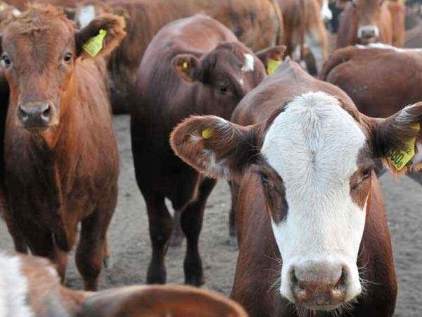 La Pampa: Vendi&oacute; 500 novillos de su t&iacute;a y se qued&oacute; con el dinero. Ahora ir&aacute; a la c&aacute;rcel
