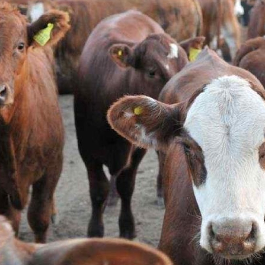 La Pampa: Vendi&oacute; 500 novillos de su t&iacute;a y se qued&oacute; con el dinero. Ahora ir&aacute; a la c&aacute;rcel