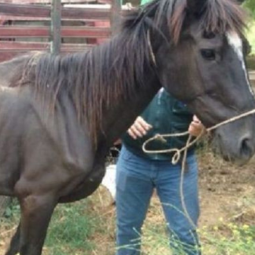 La Pampa:No hay delito si una persona los alimenta en forma deficiente por su situaci&oacute;n socioecon&oacute;mica