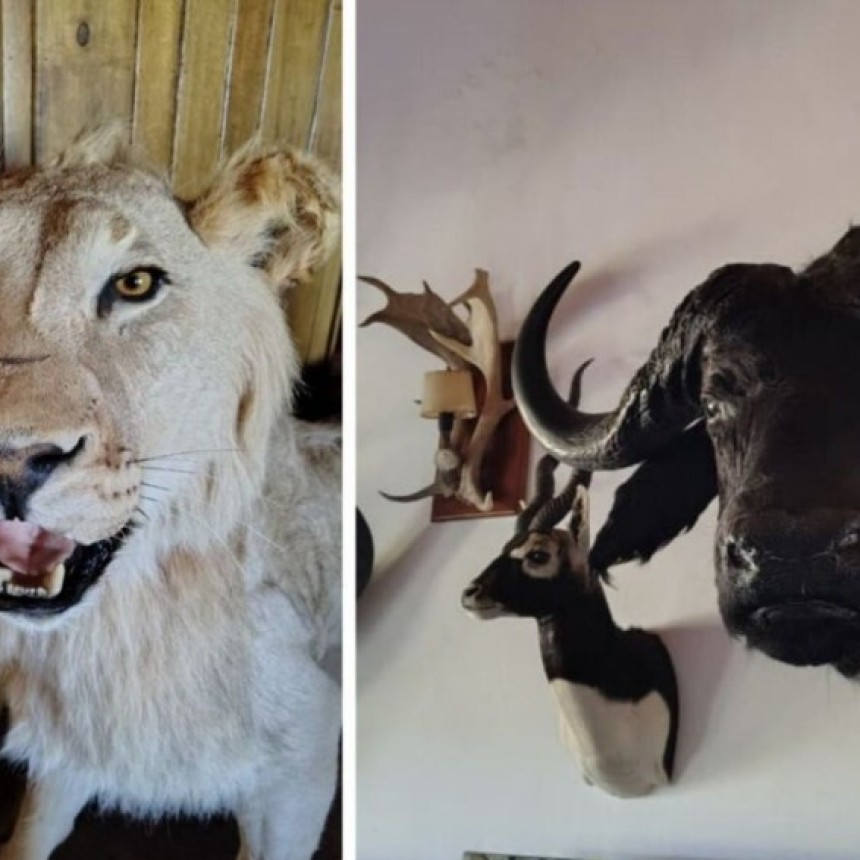 La Pampa: En mega operativo policial secuestraron trofeos de caza y m&aacute;s de 30 animales ex&oacute;ticos embalsamados en el oeste pampeano