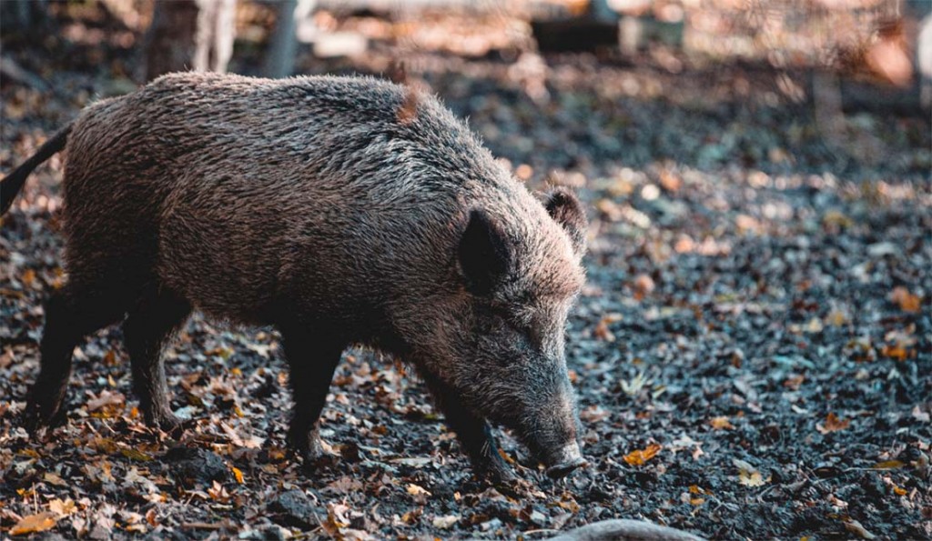 La Pampa: Detectaron un jabalí con triquinosis