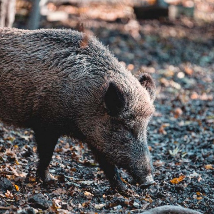 La Pampa: Detectaron un jabal&iacute; con triquinosis