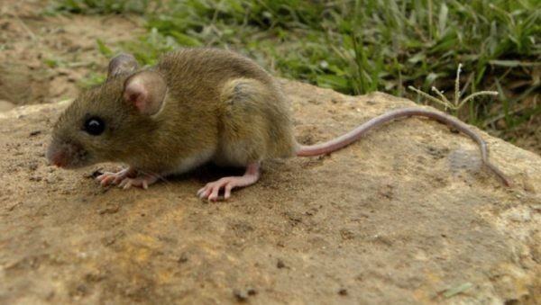 La Pampa:Refuerzan controles en La Adela tras un caso de hantavirus detectado en R&iacute;o Colorado