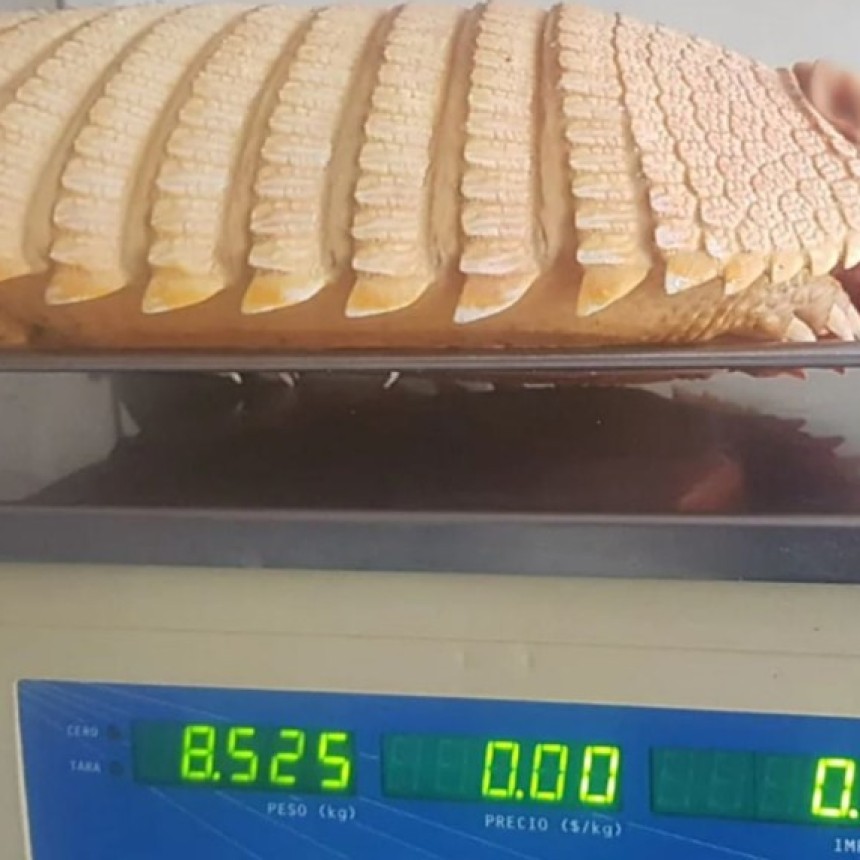 La Pampa:Un enorme peludo apareci&oacute; en un campo y sorprendi&oacute; por su impresionante peso