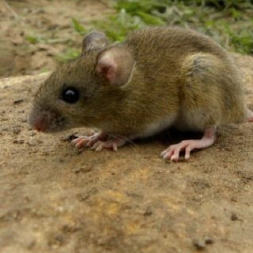 La Pampa:Refuerzan controles en La Adela tras un caso de hantavirus detectado en R&iacute;o Colorado