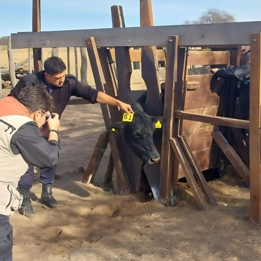 La Pampa: Abigeato en el oeste: secuestran dos vacunos en un allanamiento 