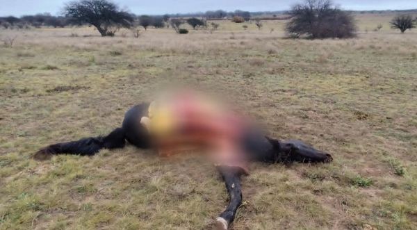 La Pampa: Delincuentes mataron y faenaron una yegua pre&ntilde;ada en un campo 