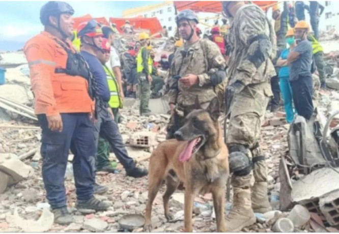 El perro argentino que salv&oacute; a dos nenes entre los escombros en Venezuela