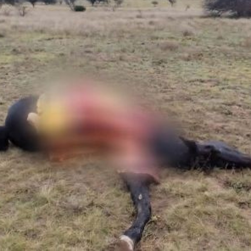 La Pampa: Delincuentes mataron y faenaron una yegua pre&ntilde;ada en un campo 