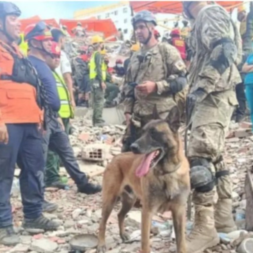 El perro argentino que salv&oacute; a dos nenes entre los escombros en Venezuela