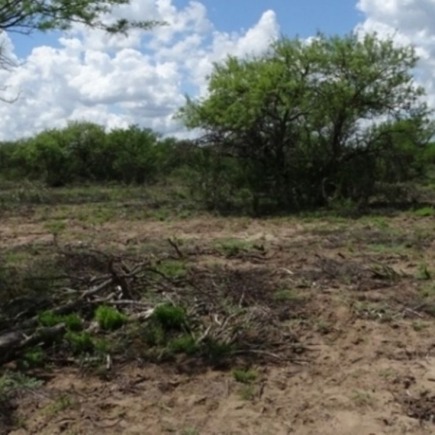 La Pampa:A un productor le llego una millonaria multa por pasar el rolo sobre 75 hect&aacute;reas de monte sin registrar