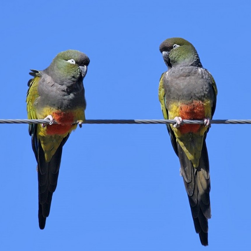 Argentina:Loros barranqueros generando problemas en las grutas y otras localidades