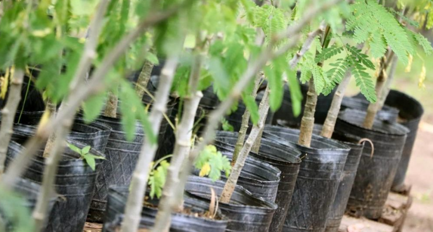 La Pampa: Municipio lanza programa "Un &aacute;rbol para tu vereda"