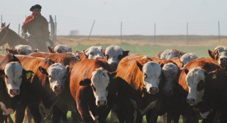 La Pampa lanz&oacute; una l&iacute;nea de cr&eacute;ditos de hasta 200 millones de pesos para productores agropecuarios