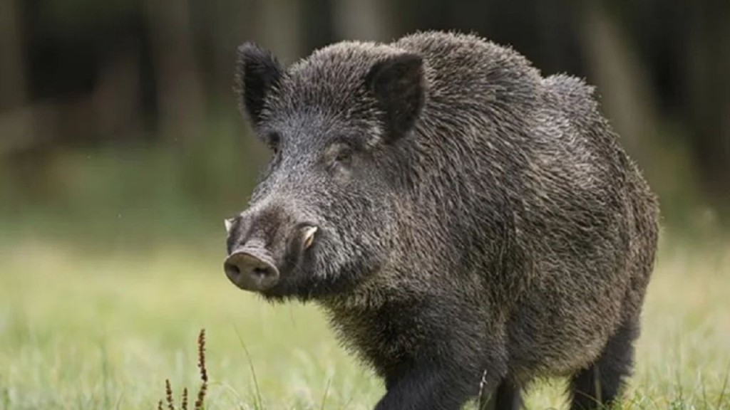 El "regalito" de La Pampa para el sudoeste bonaerense: una invasi&oacute;n de jabal&iacute;es