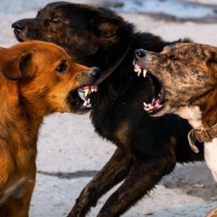 La Pampa:Un perro atac&oacute; a dos ni&ntilde;as de 7 y 9 a&ntilde;os y le causo graves heridas en el rostro a una de ellas