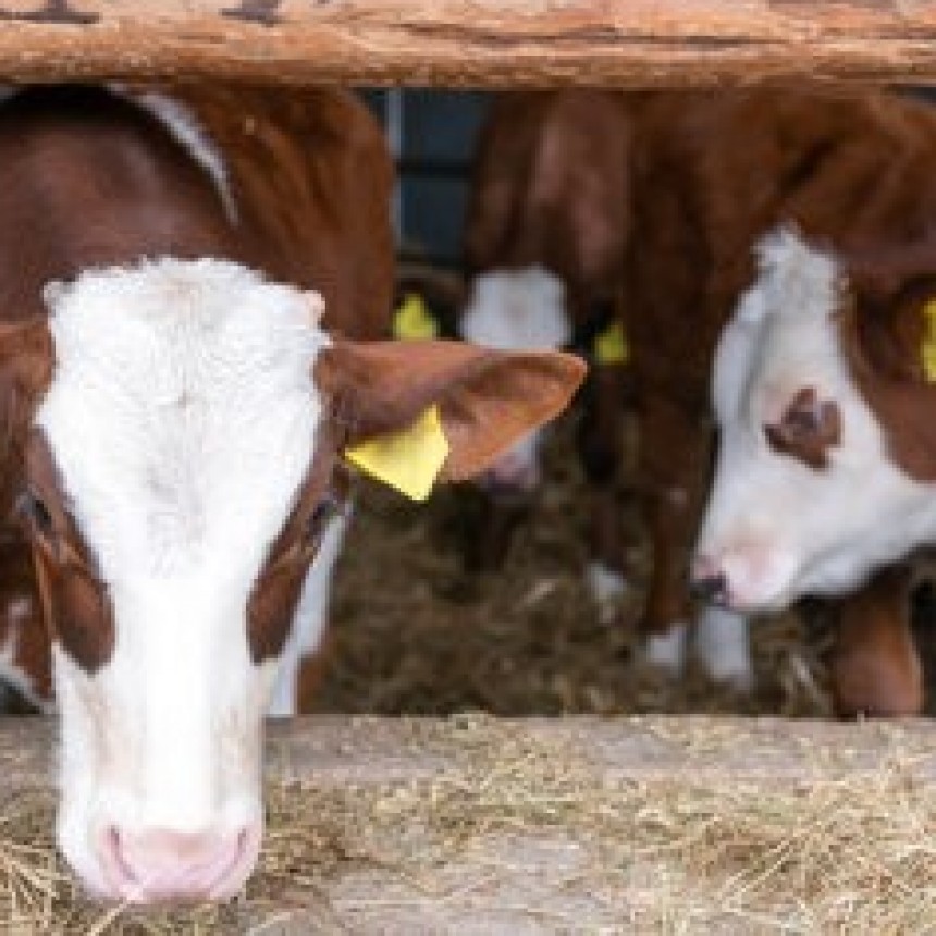 16 millones de estadounidenses creen que la leche chocolatada viene de vacas marrones