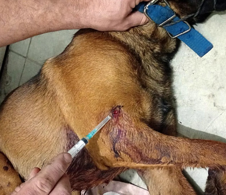 La Pampa: A los tiros contra dos perros: uno muri&oacute; y otro qued&oacute; herido