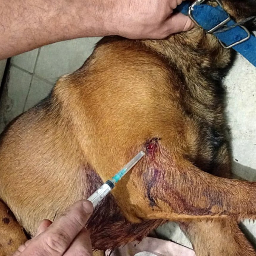 La Pampa: A los tiros contra dos perros: uno muri&oacute; y otro qued&oacute; herido
