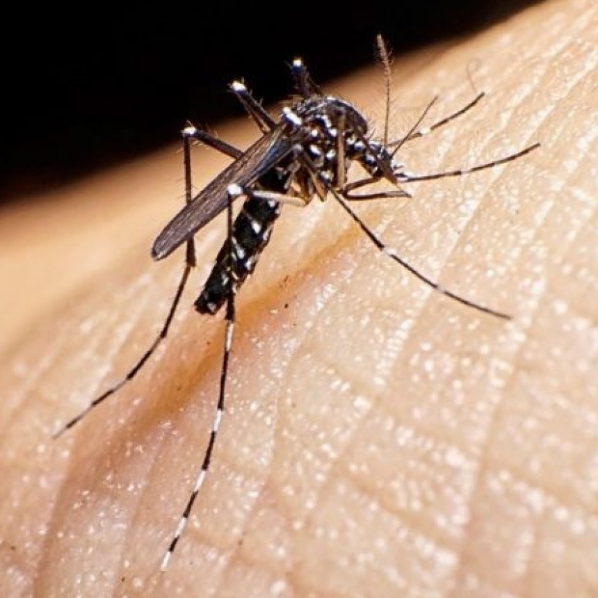 La Pampa:Confirman un caso de Dengue 