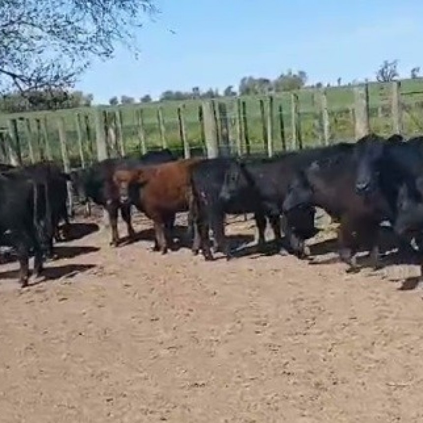 La Pampa: Salieron al patio y se encontraron con 27 terneros tomando agua en la pelopincho
