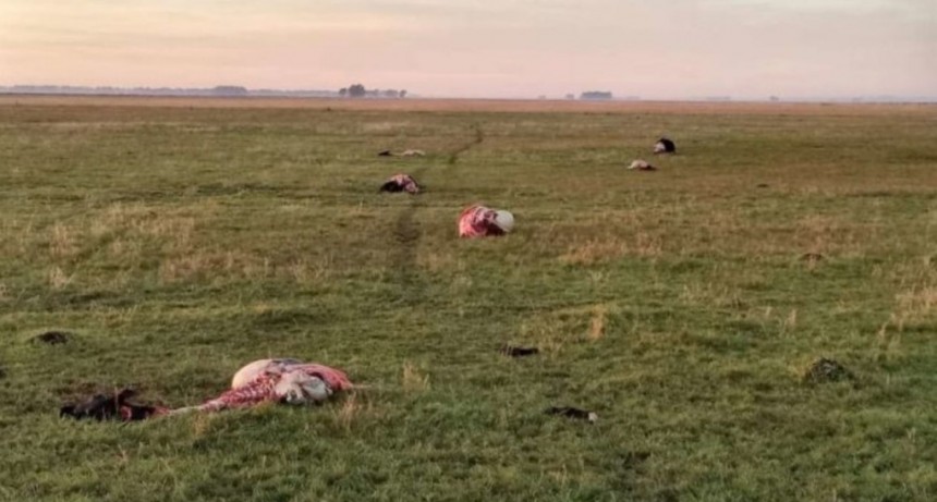 La Pampa: "Se apoder&oacute; ilegalmente de su carne, dejando en el lugar rastros de sangre, de arrastre del animal y del contenido de sus intestinos&rdquo;.
