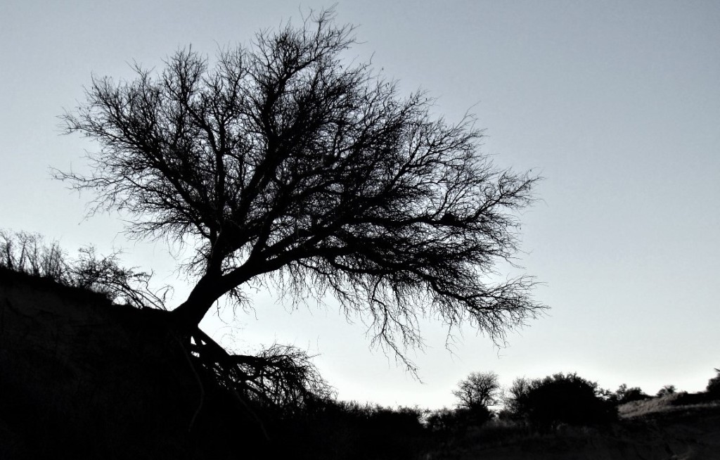 La Pampa: Lo Investigan en Rancul por extraer madera sin autorizaci&oacute;n en 342 hect&aacute;reas y fue por las im&aacute;genes satelitales