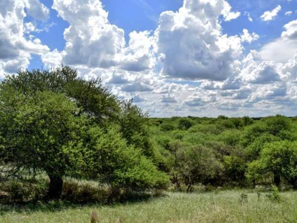La Pampa:Investigan a un productor por extraer madera sin autorizaci&oacute;n en m&aacute;s de 300 hect&aacute;reas