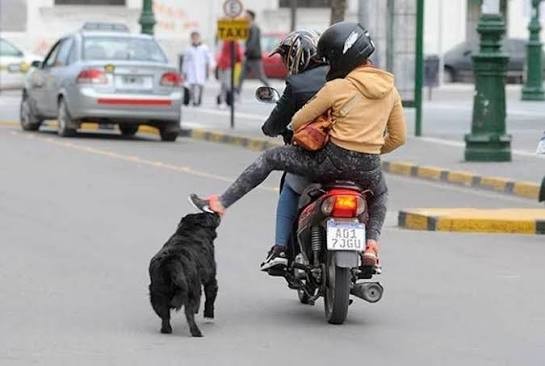 Ella iba en moto, fue atacada por perros, cay&oacute; y se quebr&oacute; el brazo