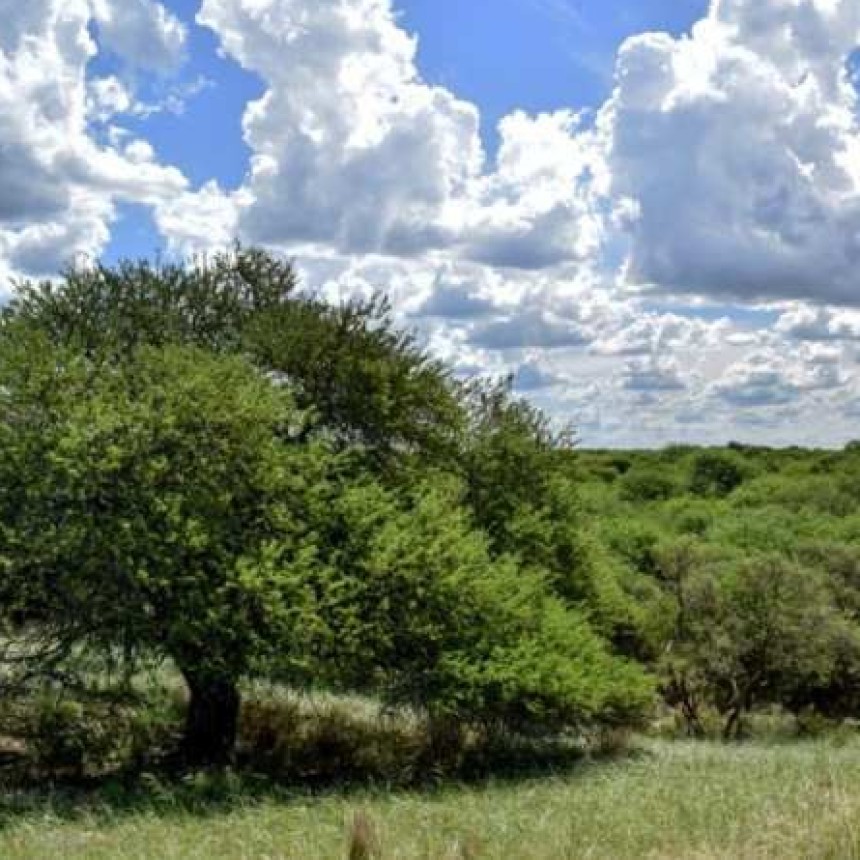 La Pampa:Investigan a un productor por extraer madera sin autorizaci&oacute;n en m&aacute;s de 300 hect&aacute;reas