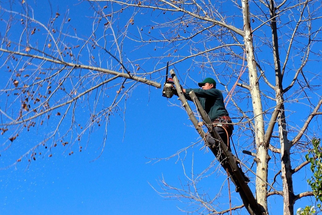 La Pampa: Talaban un árbol, cayó sobre el tendido eléctrico y buena parte de una ciudad se quedó sin luz