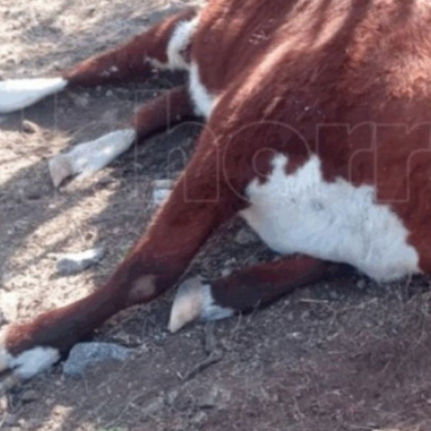 Hallan animales mutilados con cortes quirúrgicos en la Villa de la Quebrada