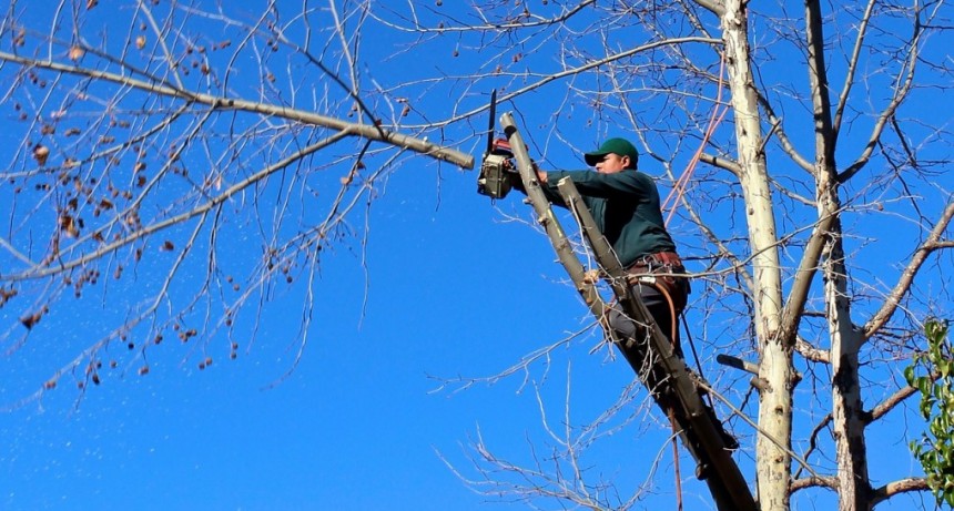 La Pampa: Talaban un árbol, cayó sobre el tendido eléctrico y buena parte de una ciudad se quedó sin luz