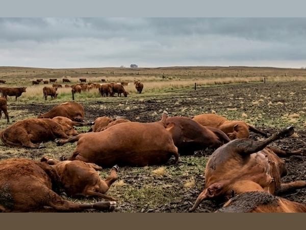 La Pampa: Una tormenta dej&oacute; 13 vacas y terneros muertos en campo 