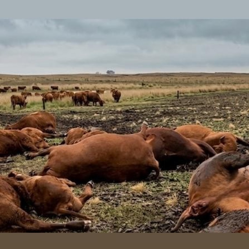 La Pampa: Una tormenta dej&oacute; 13 vacas y terneros muertos en campo 