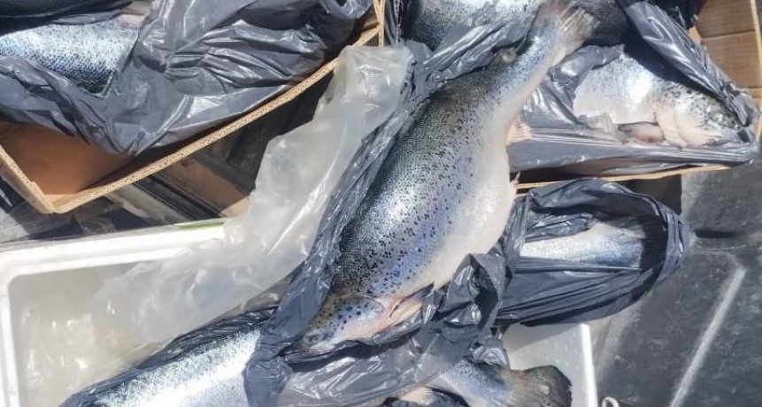 La Pampa: Decomisan salmones que eran parte de la carga de un cami&oacute;n incendiado