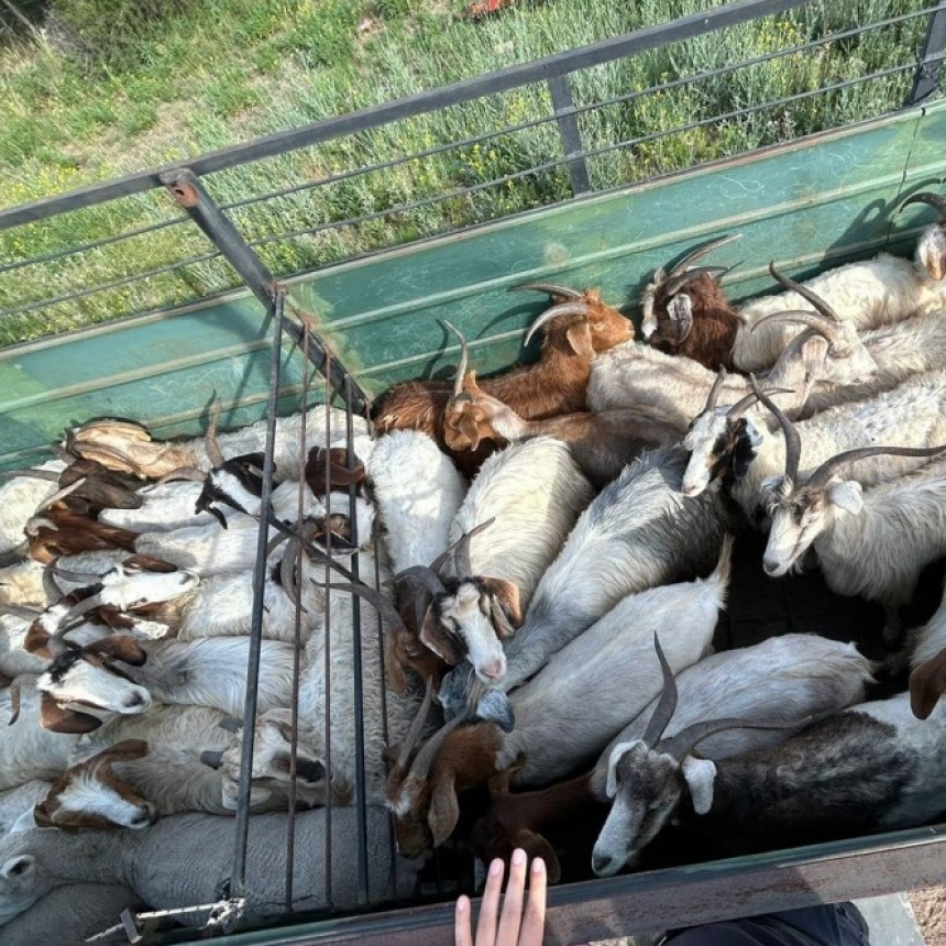 La Pampa: Interceptan 30 animales caprinos en un operativo policial en Luan Toro
